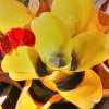 Fleur carnivore endémique : la Brocchinia reducta 